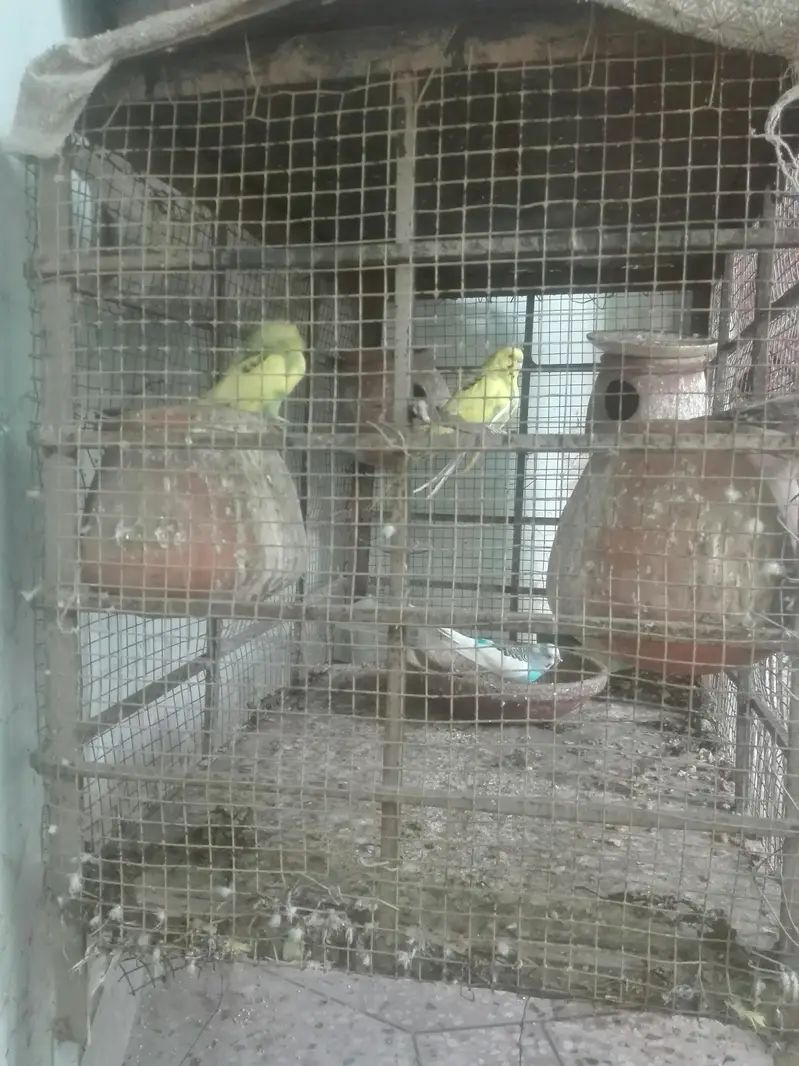 Australian bajri — photo 3