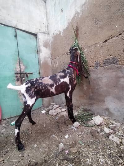 kamori bakri