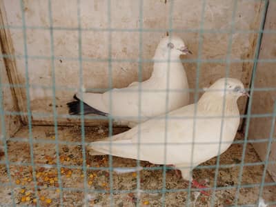 kalduma pair for sale. .