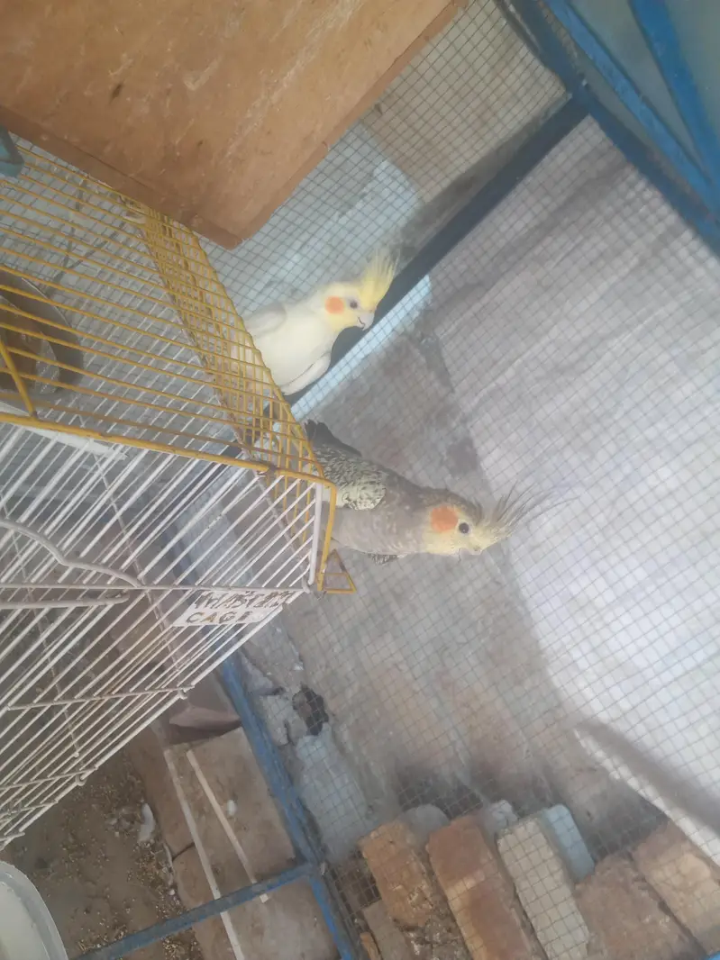 Rahim Yar kahn watsap 03282539436 — photo 3