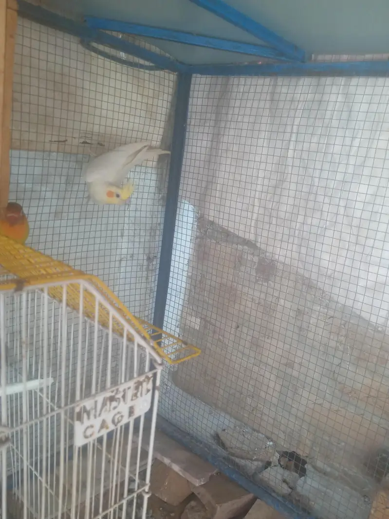 Rahim Yar kahn watsap 03282539436 — photo 5