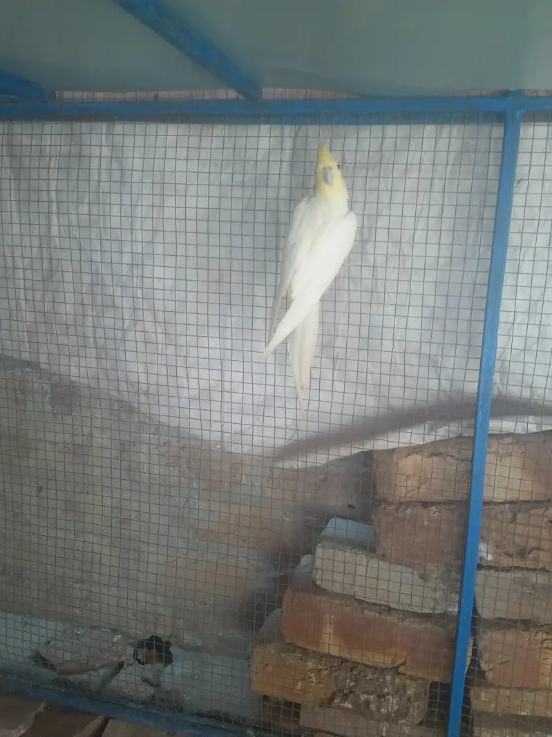 Rahim Yar kahn watsap 03282539436 — photo 9