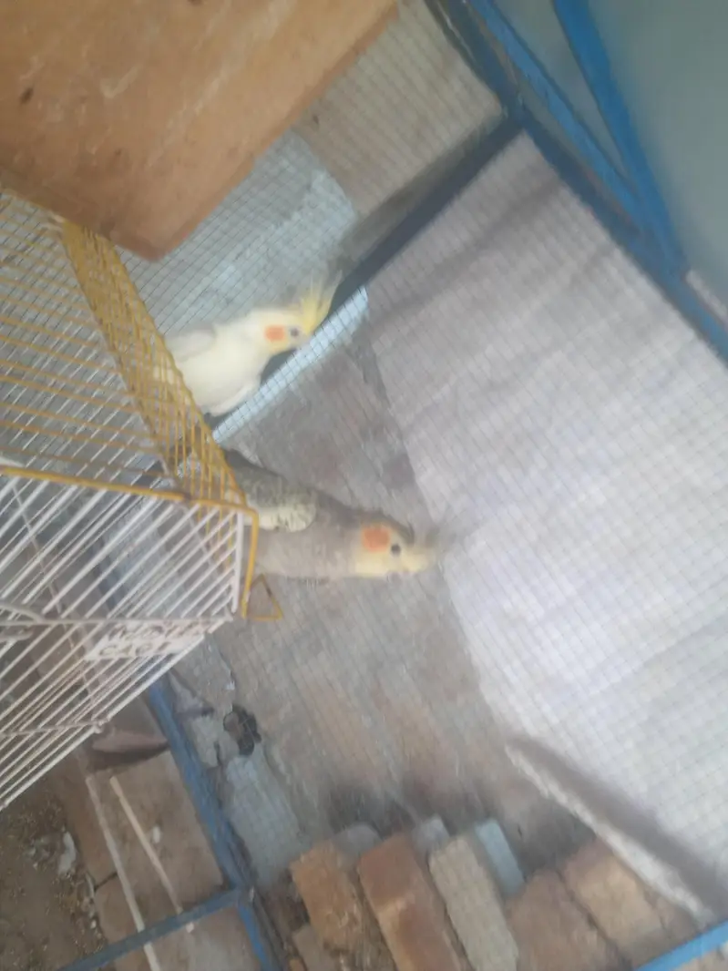 Rahim Yar kahn watsap 03282539436 — photo 11