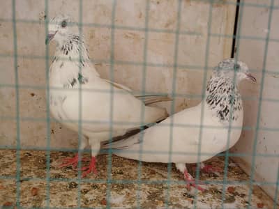 jhonsera kalduma pair for sale.