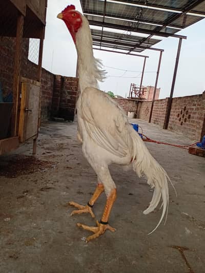 white shamo pair for sell