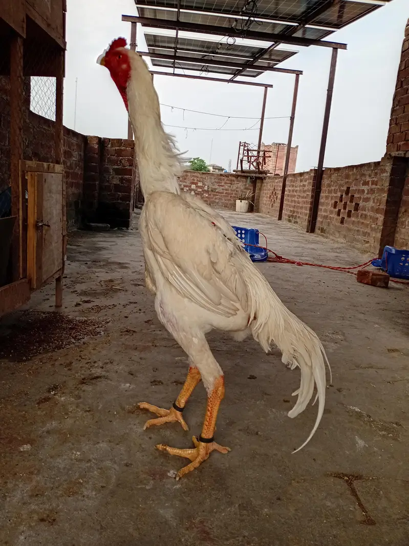 white shamo pair for sell — photo 2