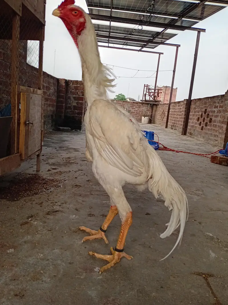 white shamo pair for sell — photo 3