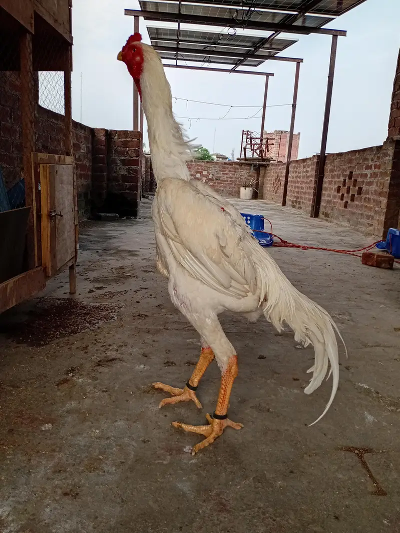 white shamo pair for sell — photo 4