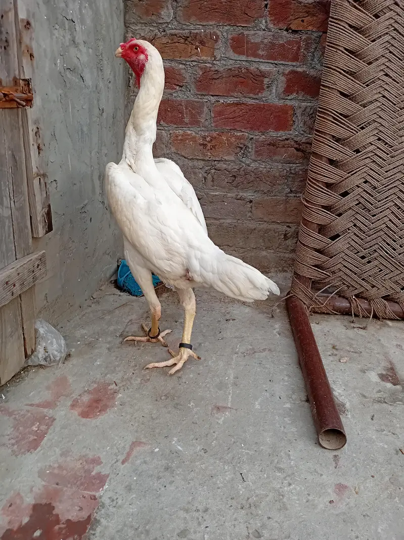 white shamo pair for sell — photo 6