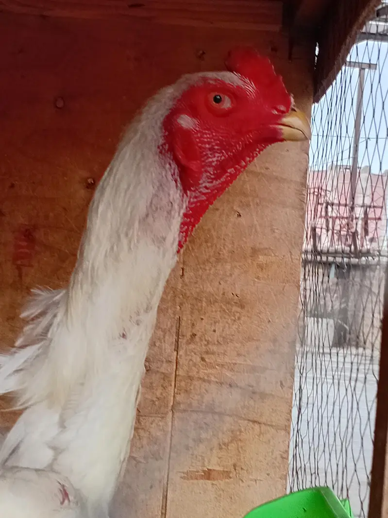 white shamo pair for sell — photo 7