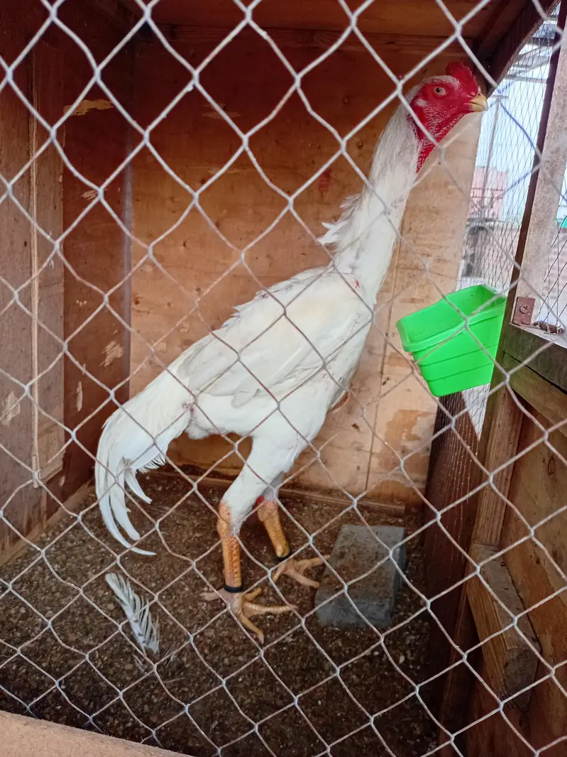 white shamo pair for sell — photo 8