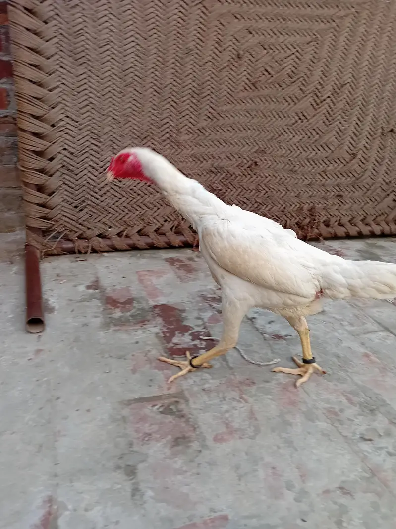 white shamo pair for sell — photo 9