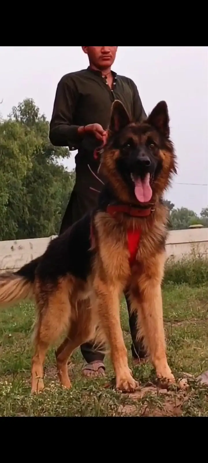 German Shepherd long coat mein 7 mahine for sale — photo 3