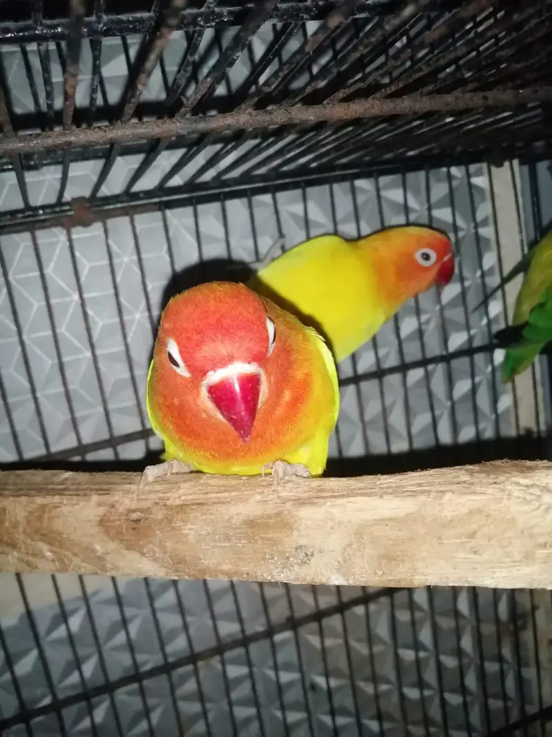 Required Australian love birds colony