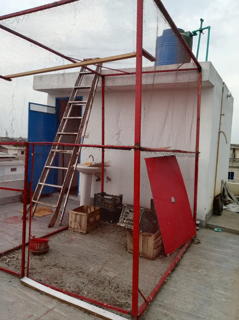 pigeon cage