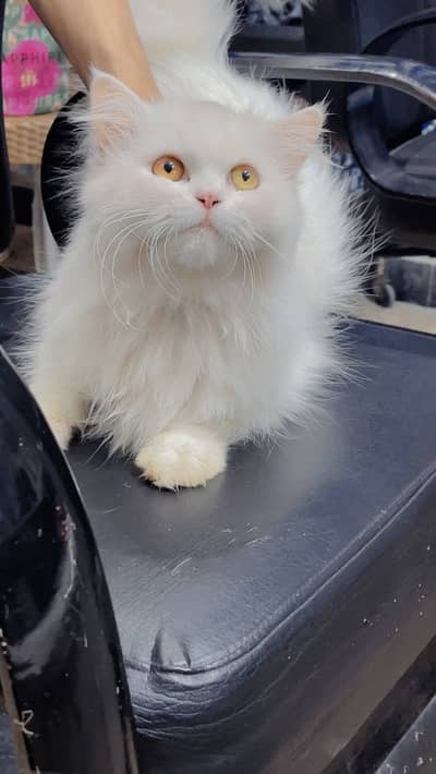 Persian female cat