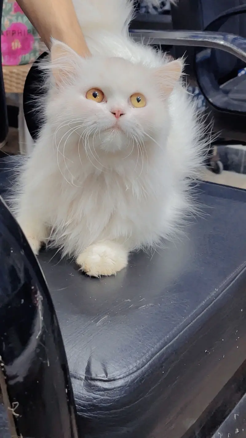 Persian female cat