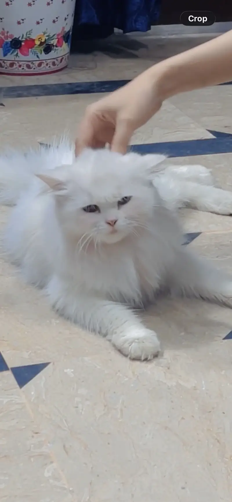 Persian female cat — photo 2