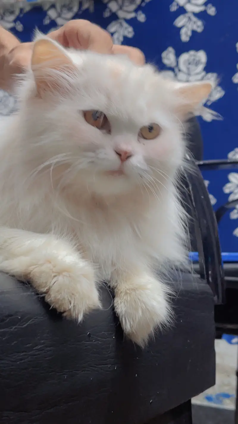 Persian female cat — photo 3