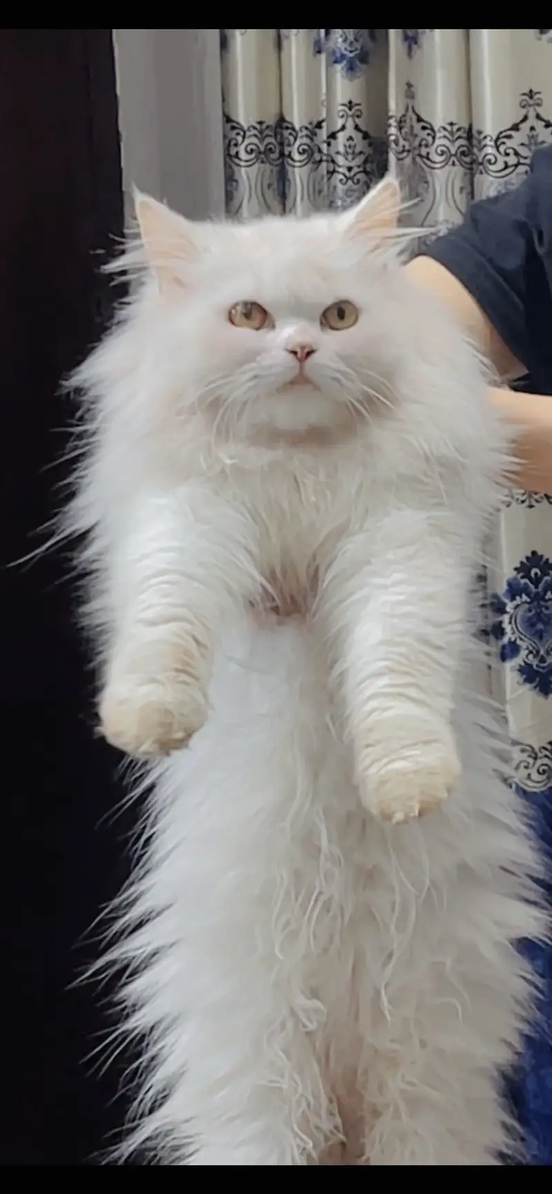 Persian female cat — photo 4