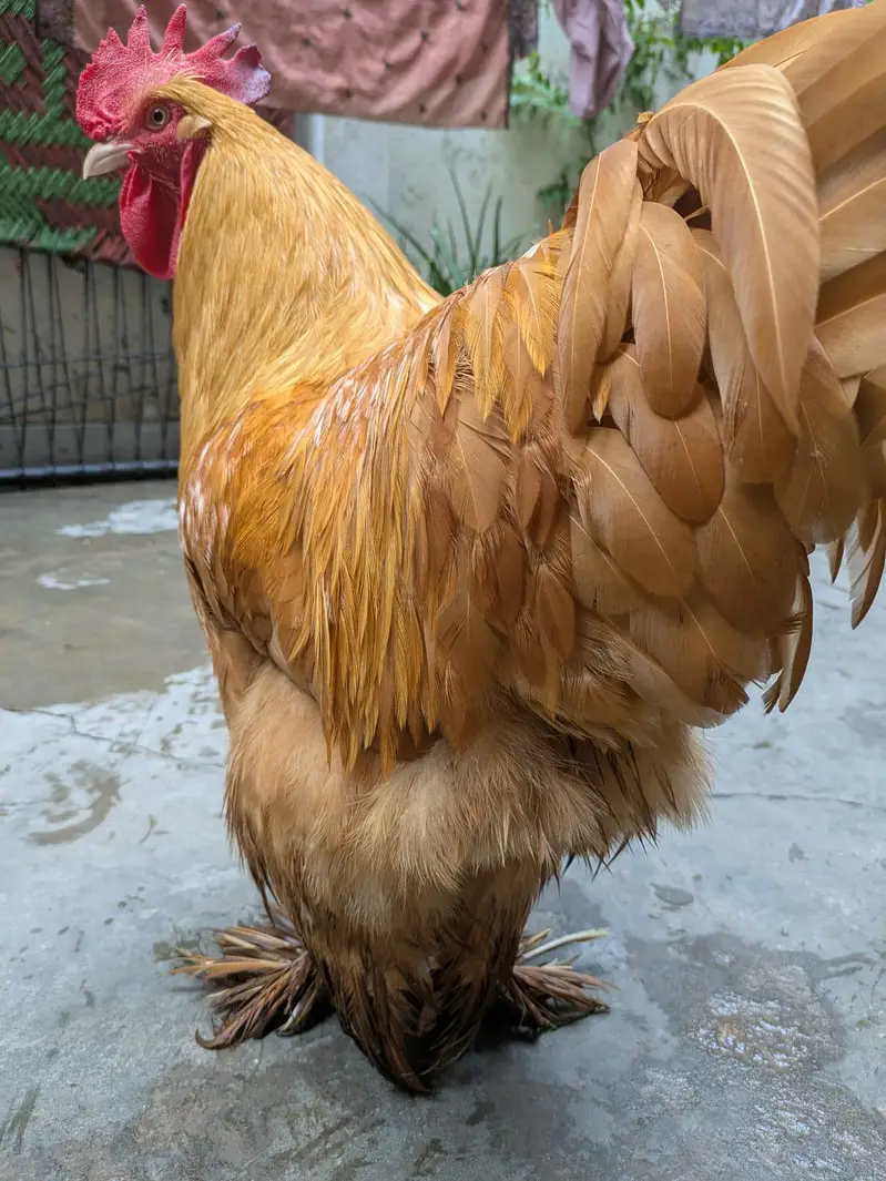 Gold Buff fully active and Healthy Male Available for sale
