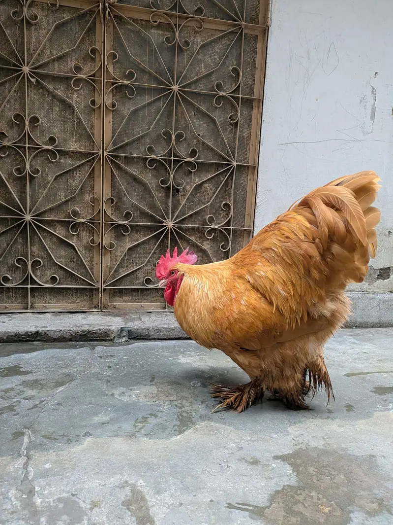 Gold Buff fully active and Healthy Male Available for sale — photo 2