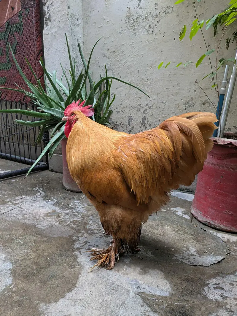Gold Buff fully active and Healthy Male Available for sale — photo 3