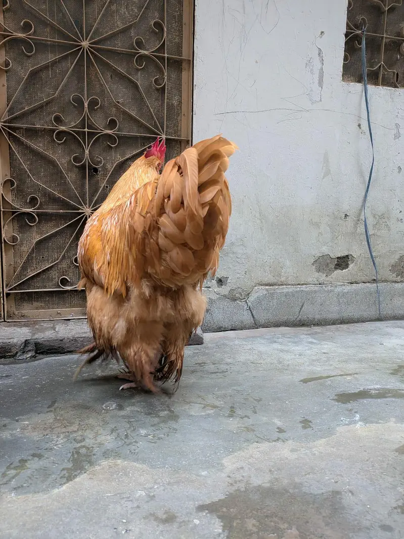 Gold Buff fully active and Healthy Male Available for sale — photo 4