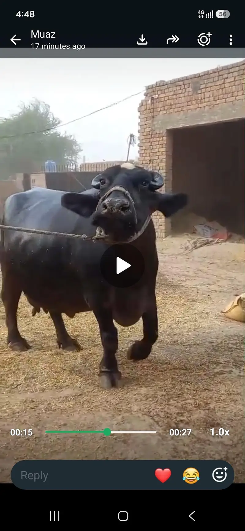 buffalo for sale