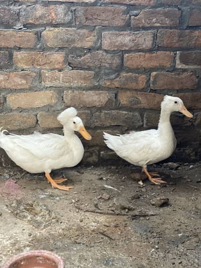 Ducks