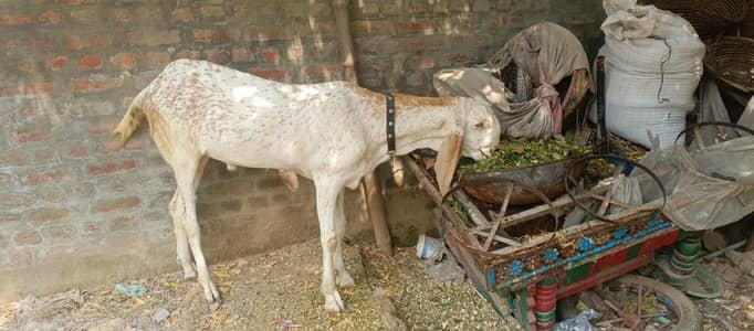 Makhi cheena Bakra for sale| 1 daant| healthy and active |180k