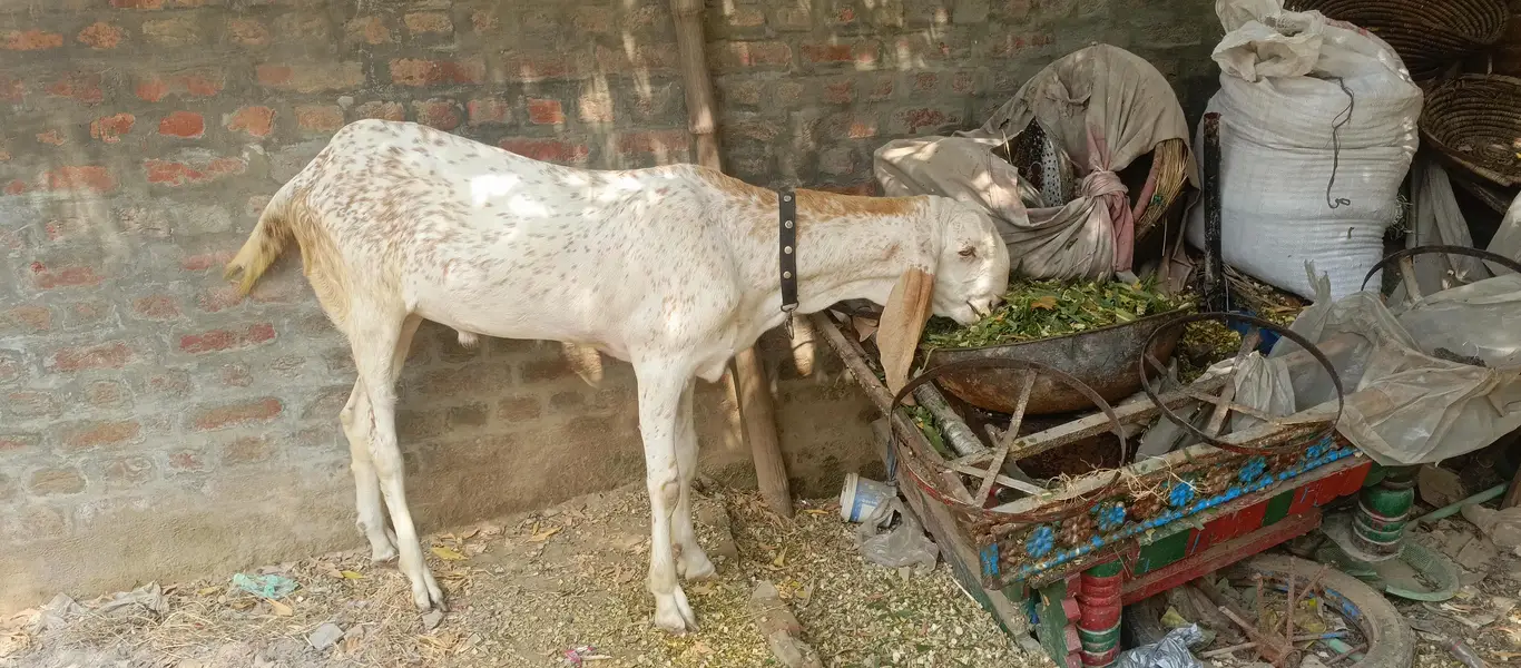 Makhi cheena Bakra for sale| 1 daant| healthy and active |180k