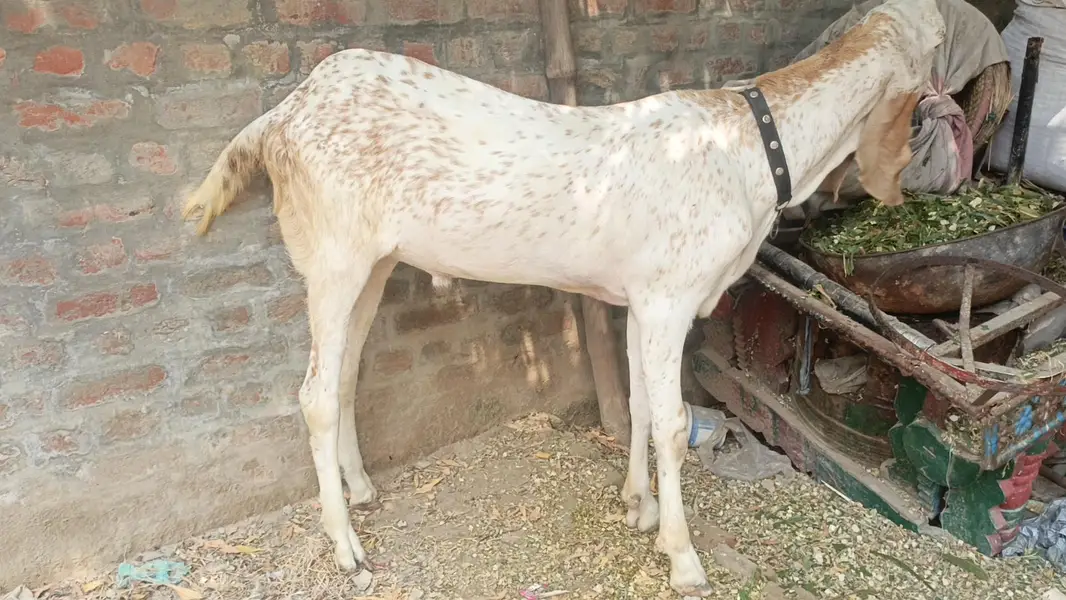 Makhi cheena Bakra for sale| 1 daant| healthy and active |180k — photo 2