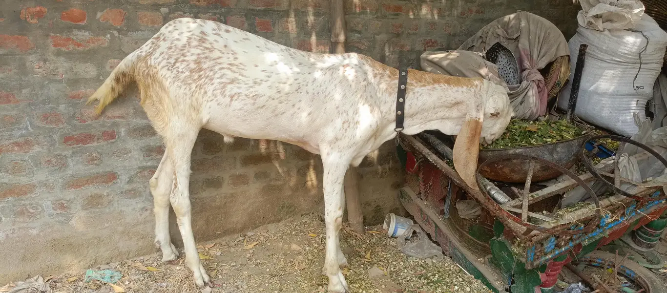 Makhi cheena Bakra for sale| 1 daant| healthy and active |180k — photo 3