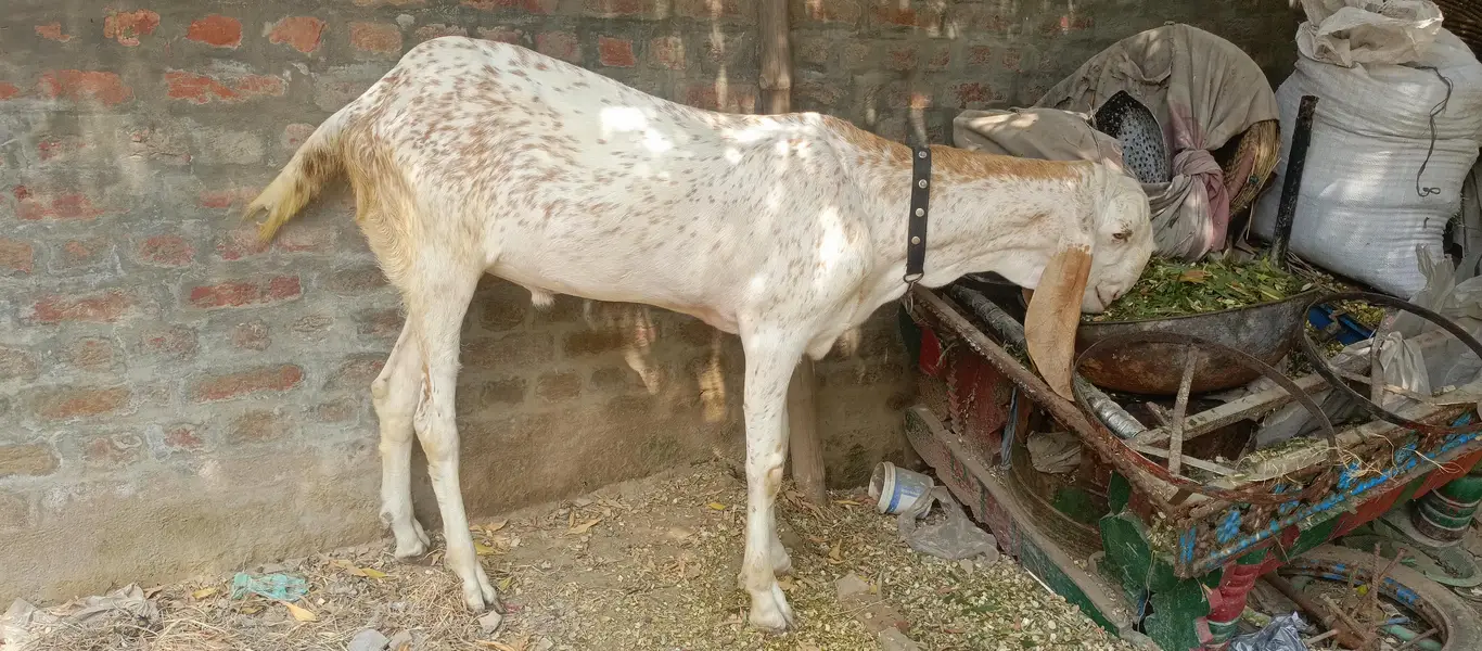 Makhi cheena Bakra for sale| 1 daant| healthy and active |180k — photo 4
