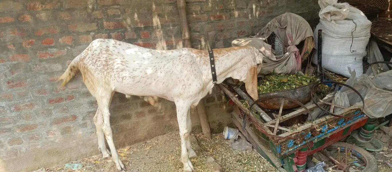 Makhi cheena Bakra for sale| 1 daant| healthy and active |180k — photo 5