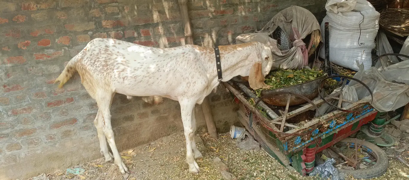 Makhi cheena Bakra for sale| 1 daant| healthy and active |180k — photo 6