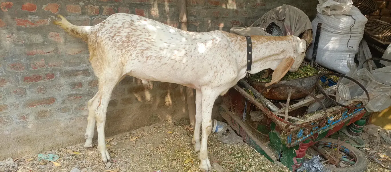Makhi cheena Bakra for sale| 1 daant| healthy and active |180k — photo 7