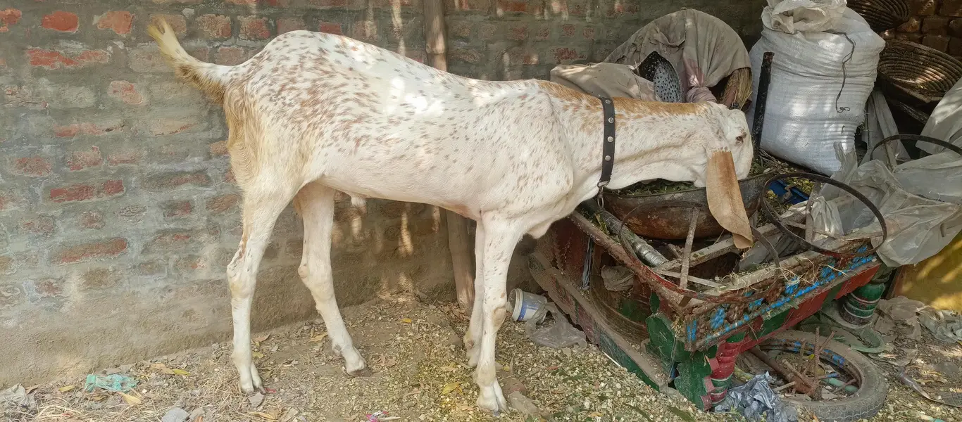 Makhi cheena Bakra for sale| 1 daant| healthy and active |180k — photo 8