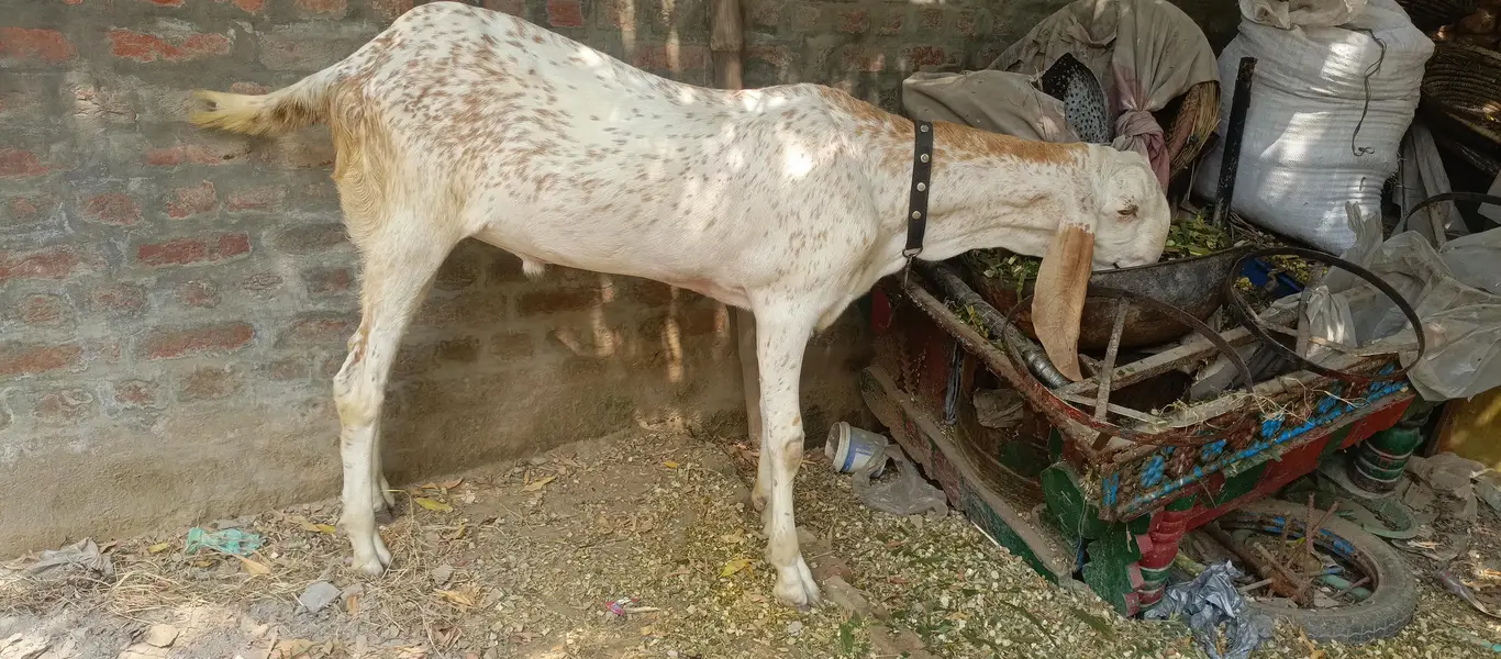Makhi cheena Bakra for sale| 1 daant| healthy and active |180k — photo 9