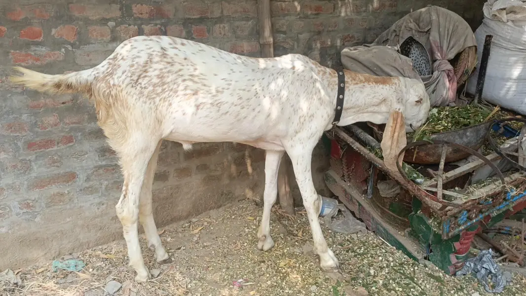 Makhi cheena Bakra for sale| 1 daant| healthy and active |180k — photo 10
