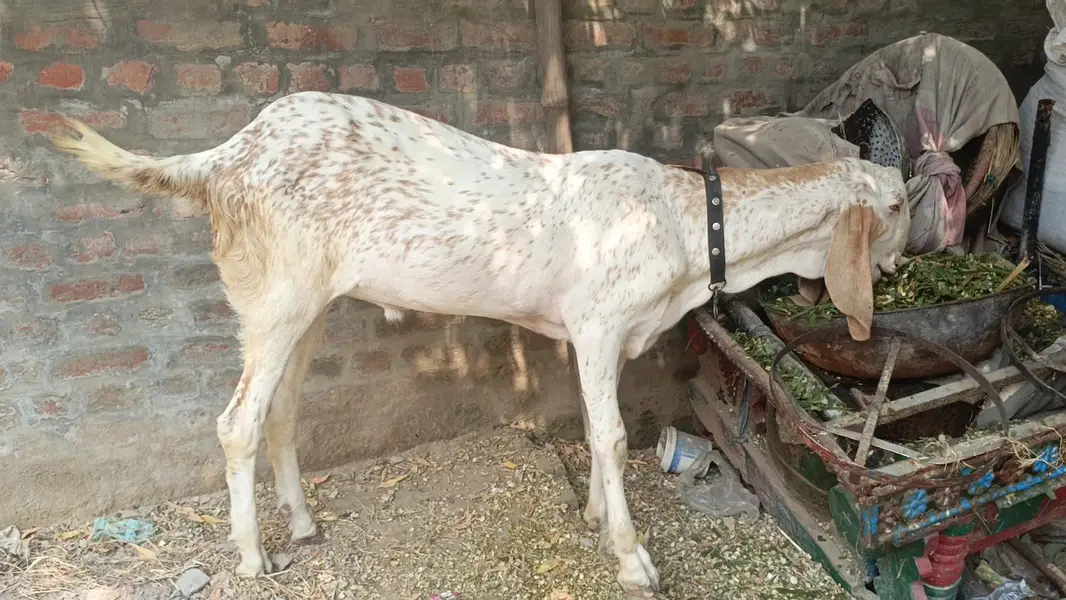 Makhi cheena Bakra for sale| 1 daant| healthy and active |180k — photo 11