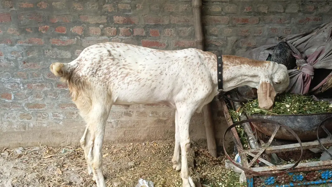 Makhi cheena Bakra for sale| 1 daant| healthy and active |180k — photo 12