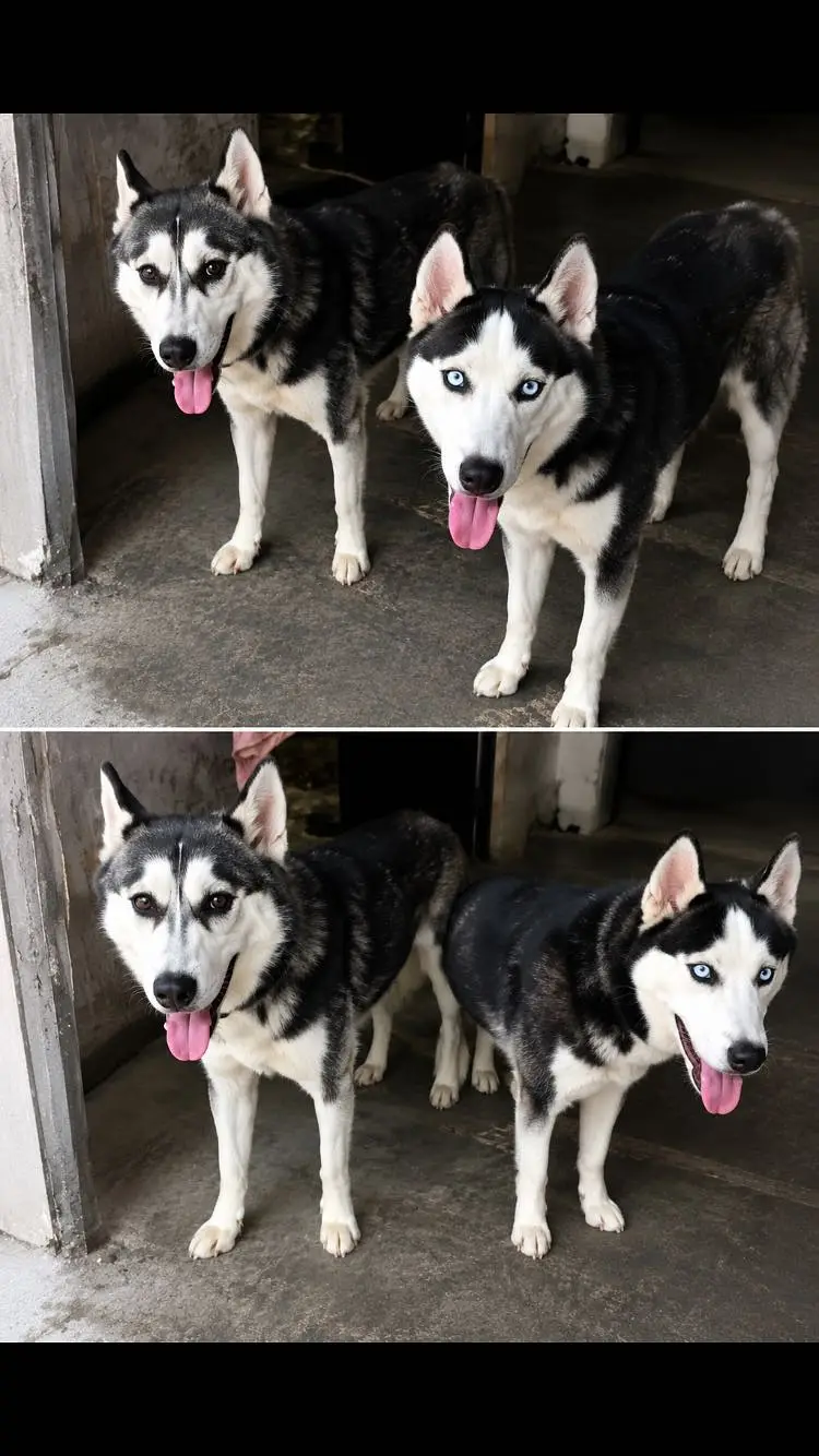 Siberian husky 1 year old pair
