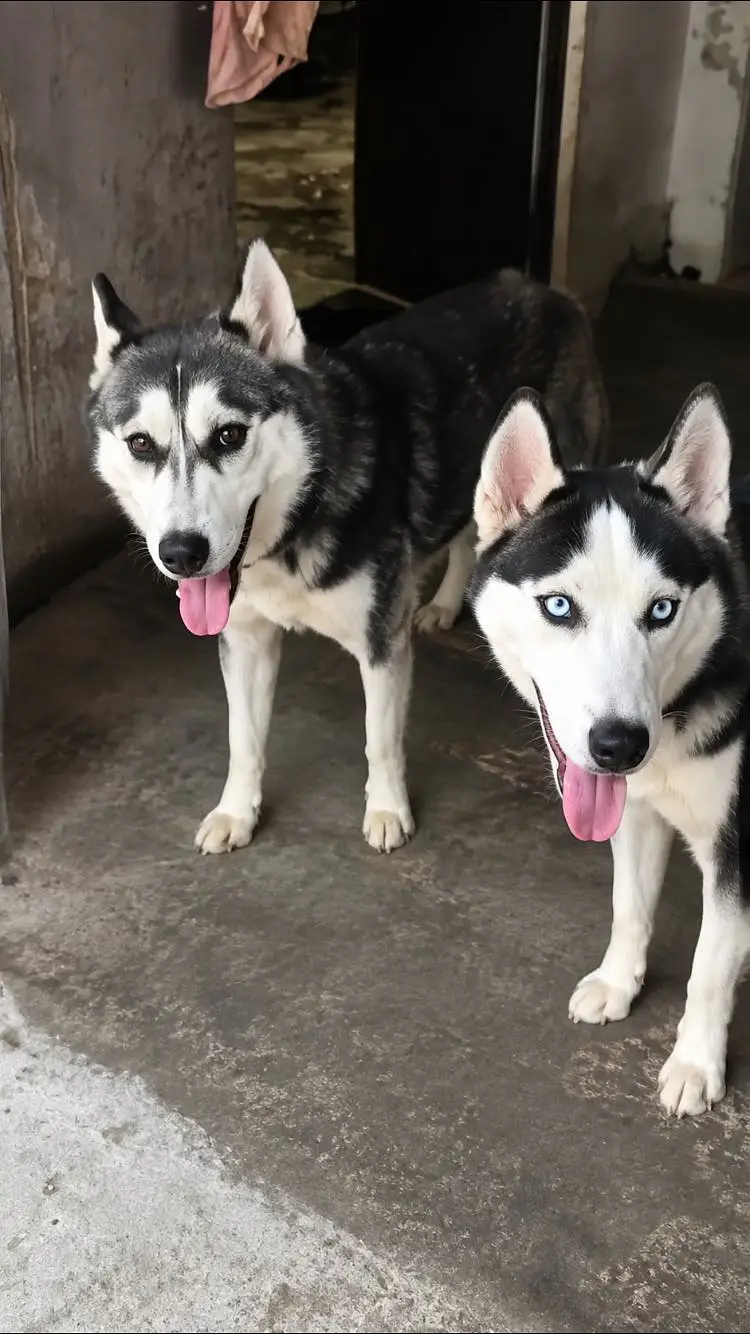 Siberian husky 1 year old pair — photo 2