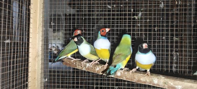 Goldien finch ready to first breed pair