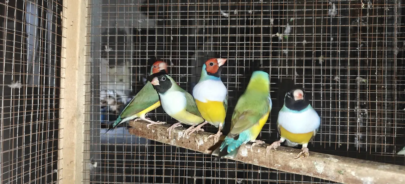 Goldien finch ready to first breed pair