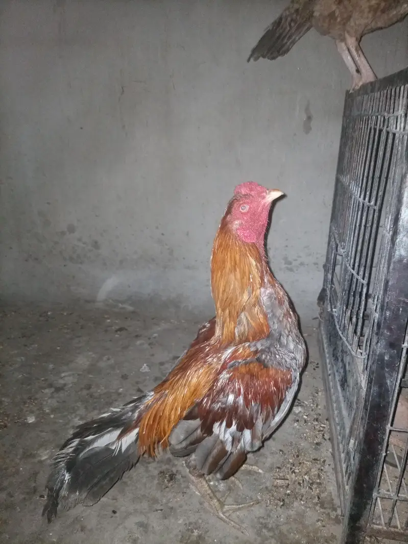 Aseel Mianwali — photo 2