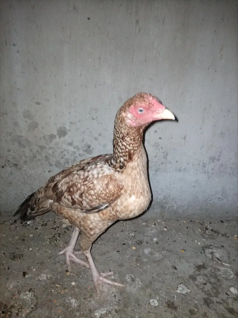 Aseel Mianwali — photo 3
