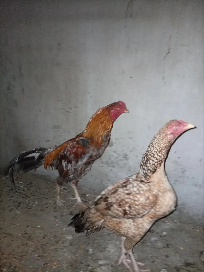 Aseel Mianwali — photo 4